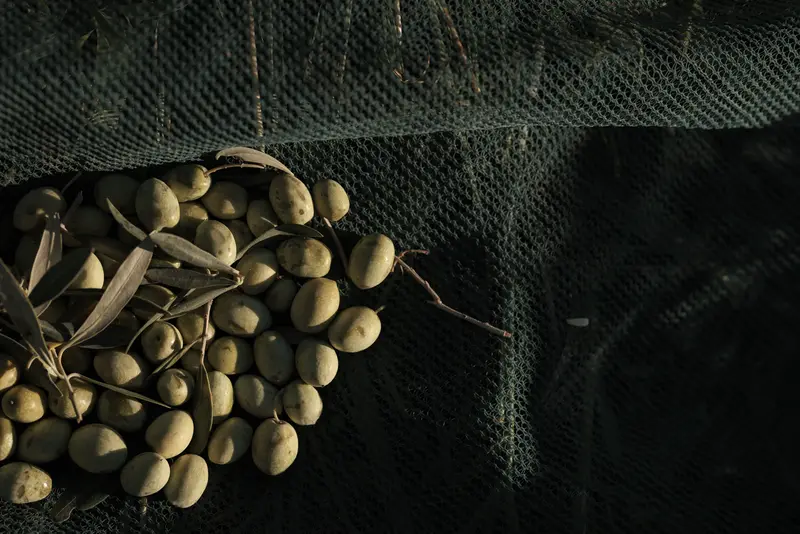 Olives fraîchement récoltées sur les filets