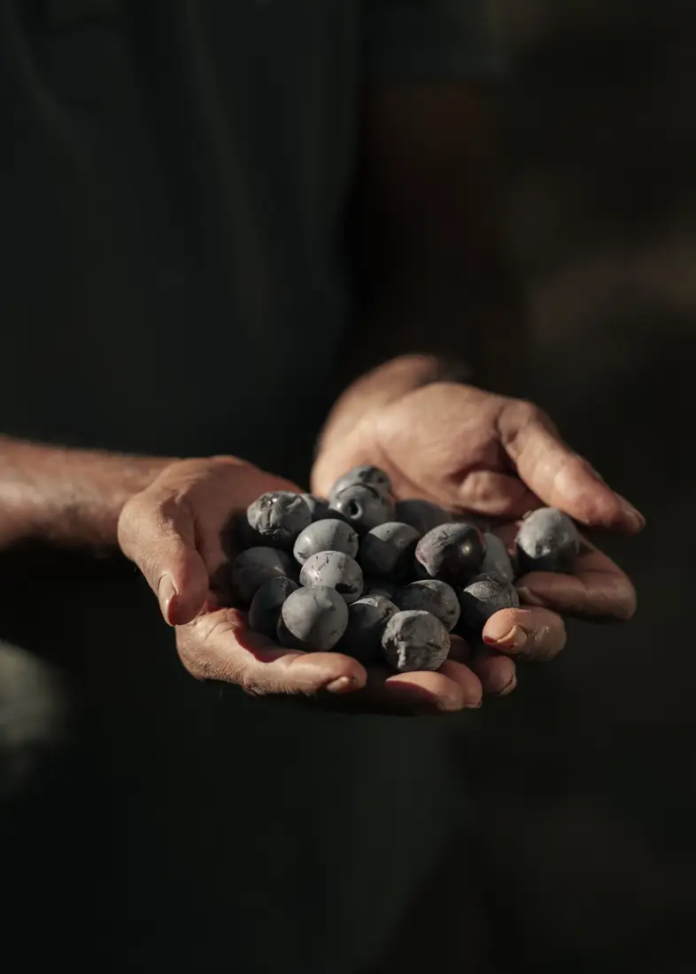 Mains tenant des olives fraîchement cueillies