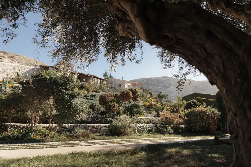 Olivier centenaire dans le jardin de la masseria